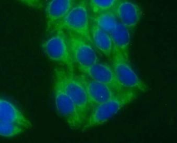 STX17 Antibody