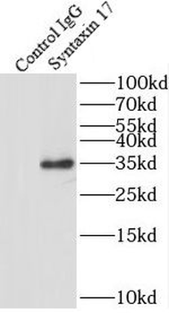 STX17 Antibody