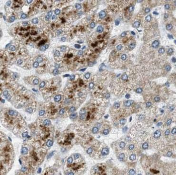 STX17 Antibody