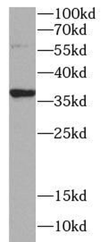 STX7 Antibody