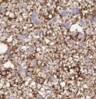 STX7 Antibody