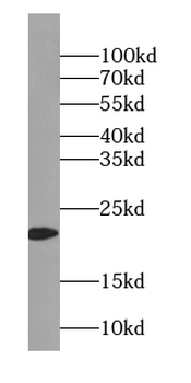 TIMM23 Antibody
