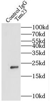 TIMM23 Antibody