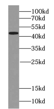TIMM44 Mouse Monoclonal Antibody