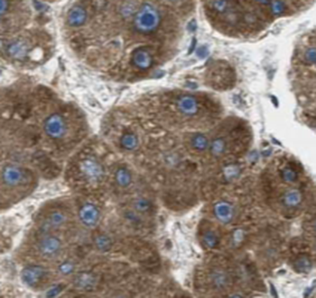 TIMM44 Mouse Monoclonal Antibody