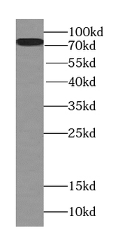 TMEM181 Rabbit Polyclonal Antibody