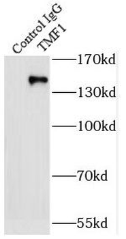TMF1 Antibody