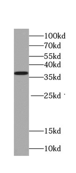 TNFAIP1 Antibody