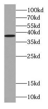 TOMM40 Antibody