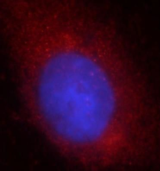 TOMM40 Antibody