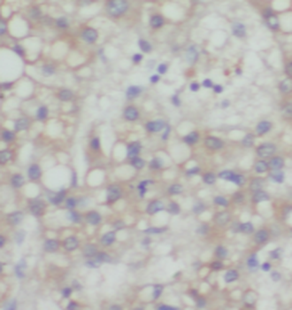 TOMM7 Antibody