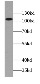 TNPO1 Antibody