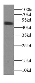 TRIM44 Mouse Monoclonal Antibody