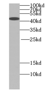TTL Antibody
