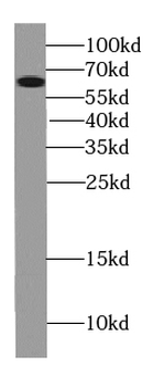 TWNK Antibody