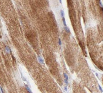 TWNK Antibody