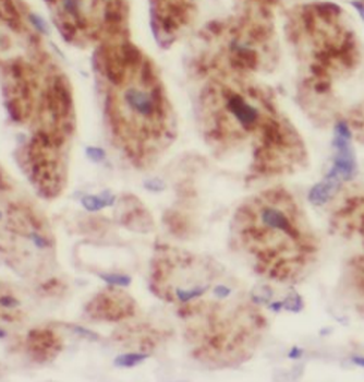 UQCR11 Antibody
