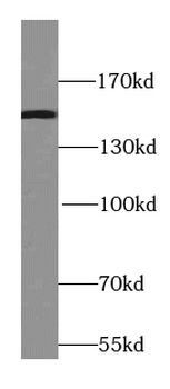 PIK3R4 Rabbit Polyclonal Antibody