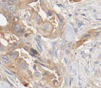 VWA1 Antibody