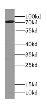 FRMD6 Antibody