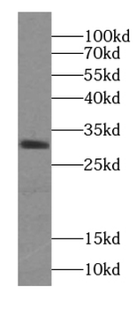 ZGLP1 Antibody