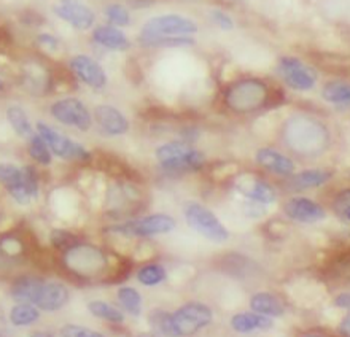 ZGLP1 Antibody