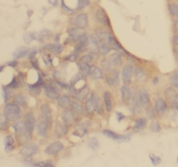 AZGP1 Antibody
