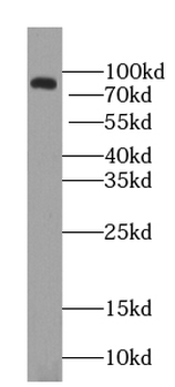 ZNF600 Antibody