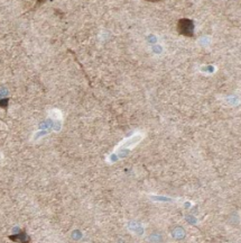 SLC30A3 Antibody