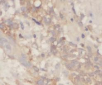 SLC30A7 Antibody