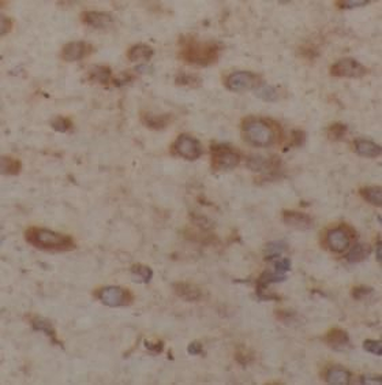 YWHAQ Antibody