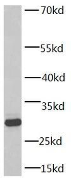 YWHAQ Antibody