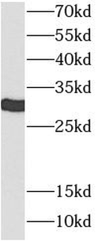 YWHAE Antibody