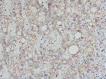 YWHAE Antibody