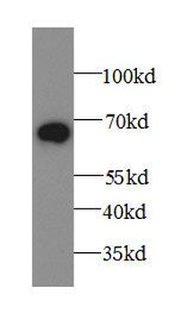 A1BG Antibody