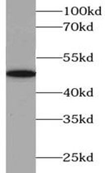 ABAT Antibody
