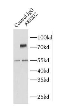 ABCD2 Antibody