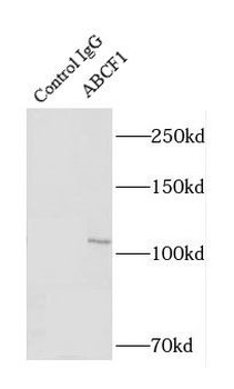 ABCF1 Antibody