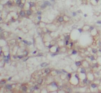ABCG4 Antibody