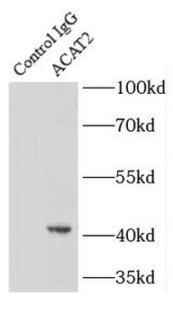 ACAT2 Antibody