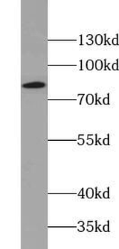 ACO2 Antibody