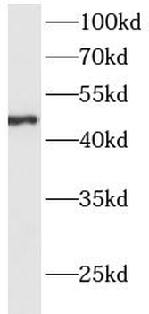 ACP6 Antibody
