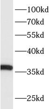 ACP4 Antibody