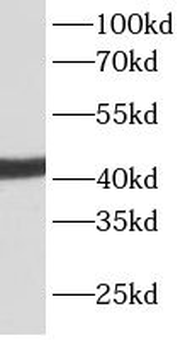 ACTA2 Antibody