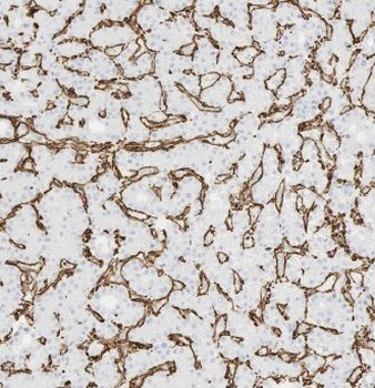 ACTA2 Antibody