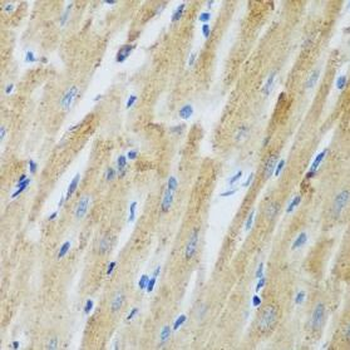 ADAM12 Antibody