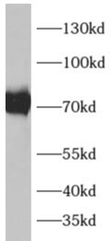 ADAM19 Antibody