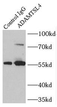ADAMTSL4 Antibody