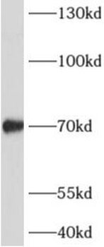 ADAMTSL4 Antibody