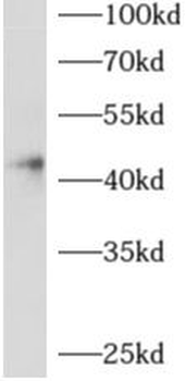 ADAP2 Antibody